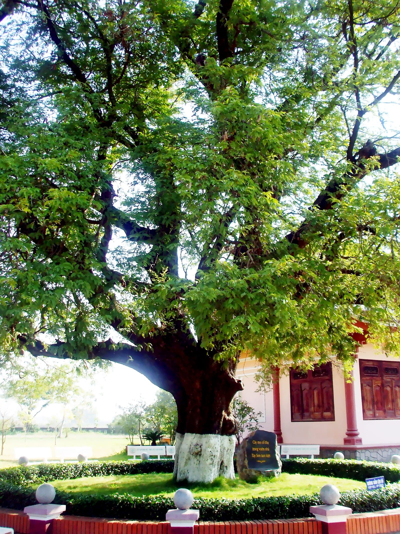 Ancient tamarind tree standing in Bình Định province, one of the few surviving monuments from the Tây Sơn era.
